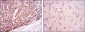 ApoE Antibody